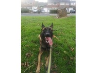 belgian malinois for sale gumtree